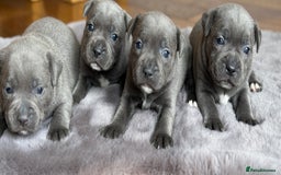 Staffordshire Bull Terrier dogs for sale: Ready for Their Forever Homes Now - Image 16