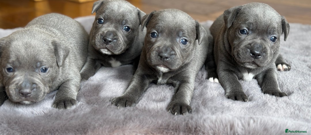 Staffordshire Bull Terrier dogs for sale: Ready for Their Forever Homes Now - Image 16