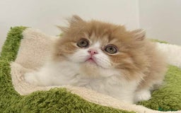 British Shorthair cats for sale: British Shorthair Pedigree Kittens - Image 19
