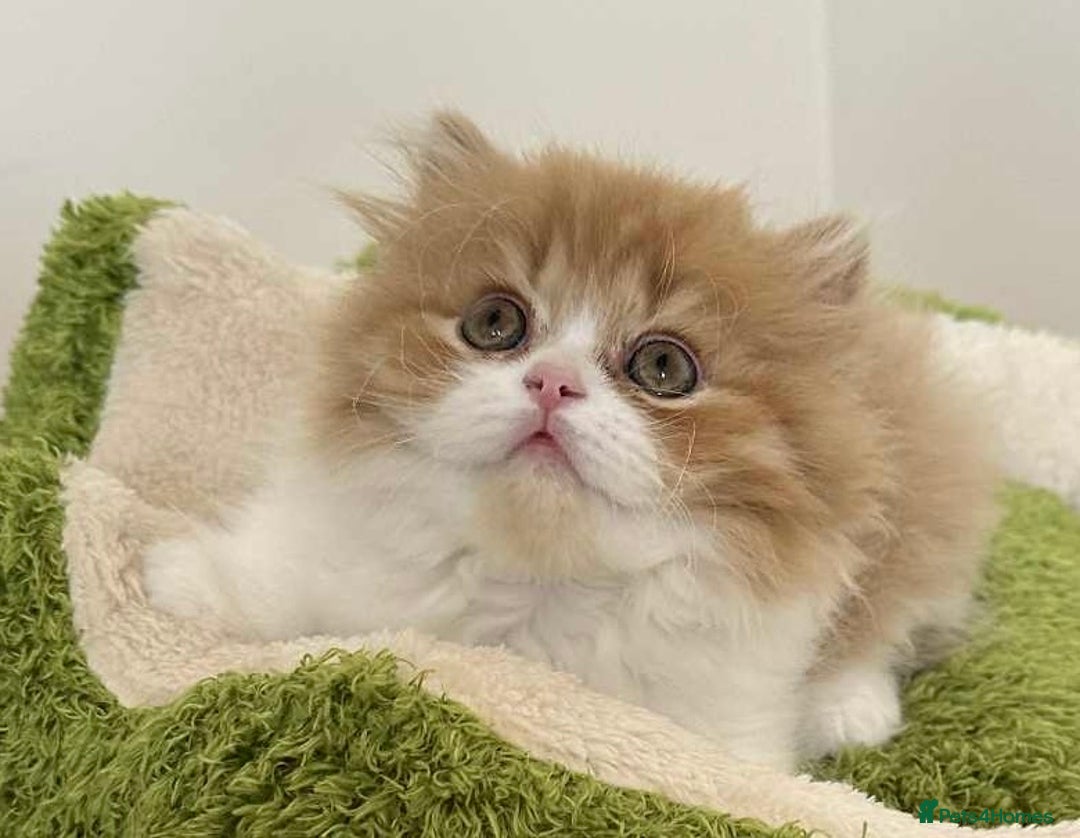 British Shorthair cats for sale: British Shorthair Pedigree Kittens - Image 19