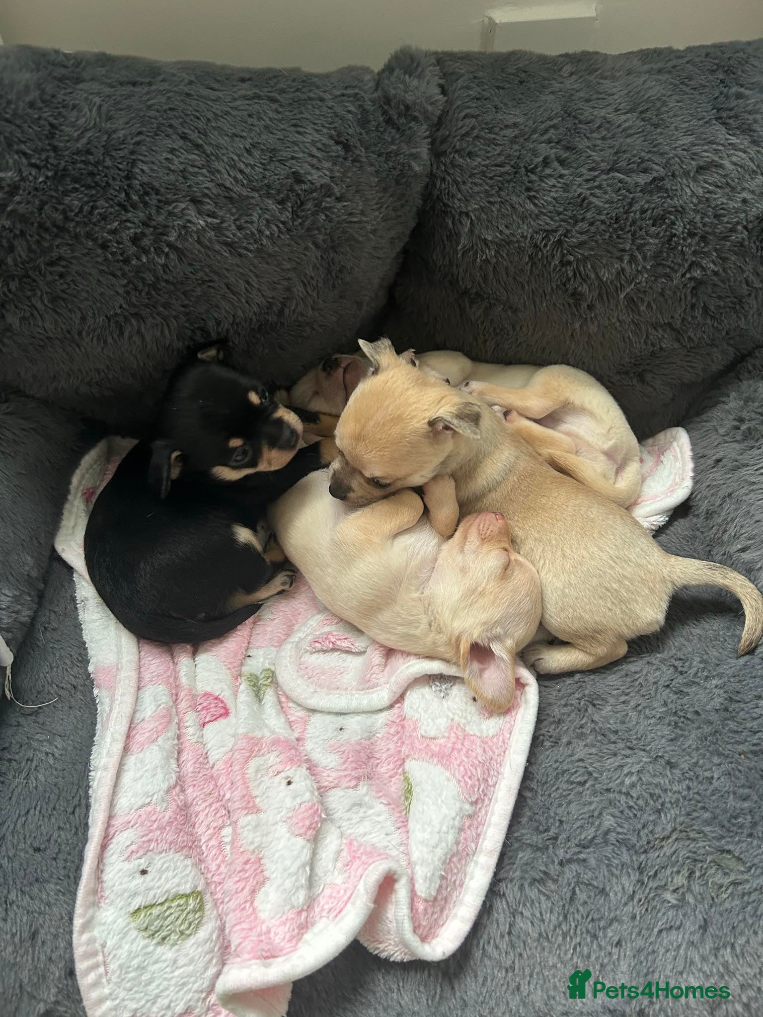 Chihuahua dogs Chihuahua puppies for sale  - Advert 12