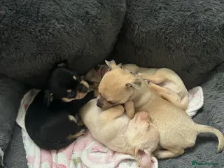 Chihuahua dogs Chihuahua puppies for sale - Advert 12