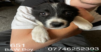 Border Collie dogs - Advert 8
