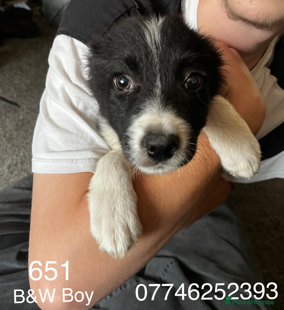 Border Collie dogs for sale: Beautiful baby borders  - Image 3