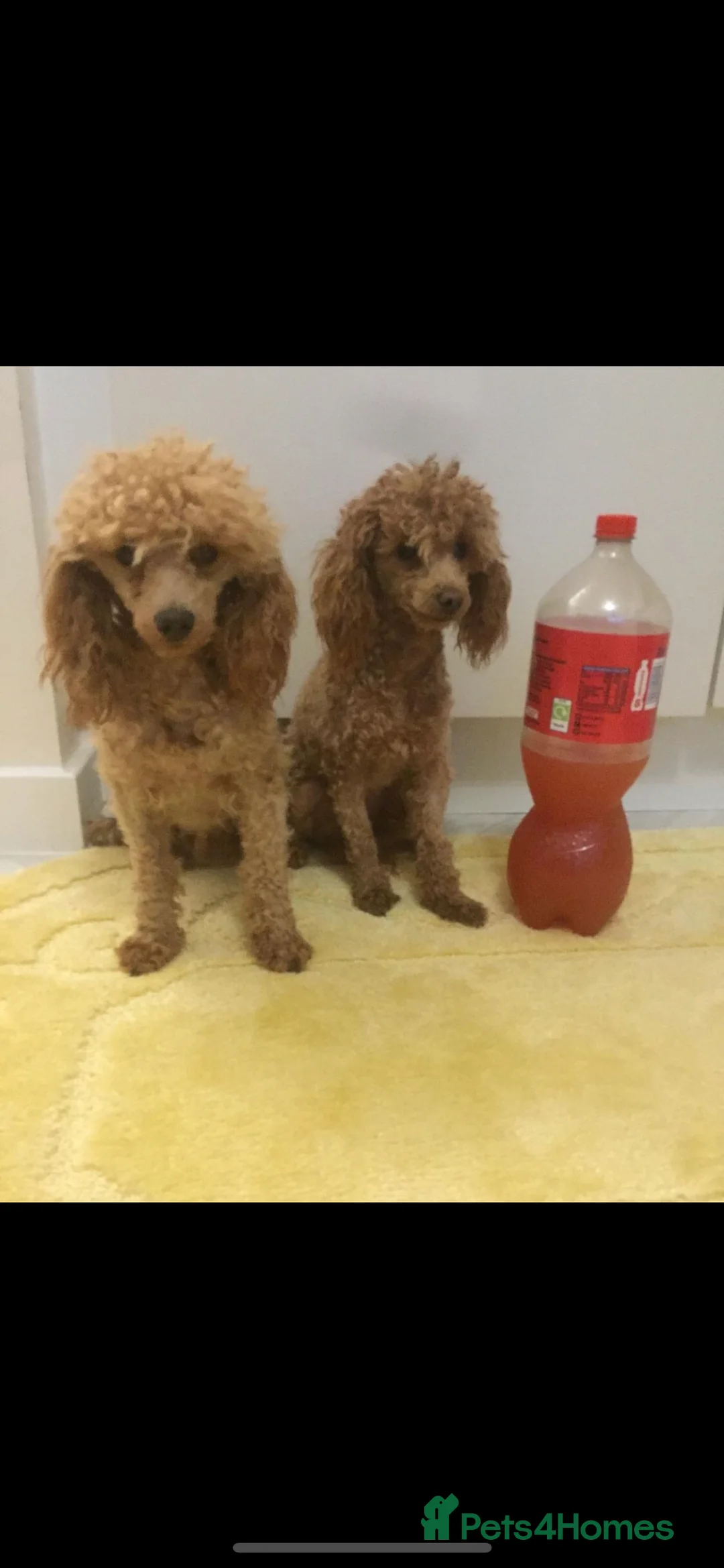 Toy Poodle dogs for stud: Apricot Toy poodle proven boy  - Advert 2