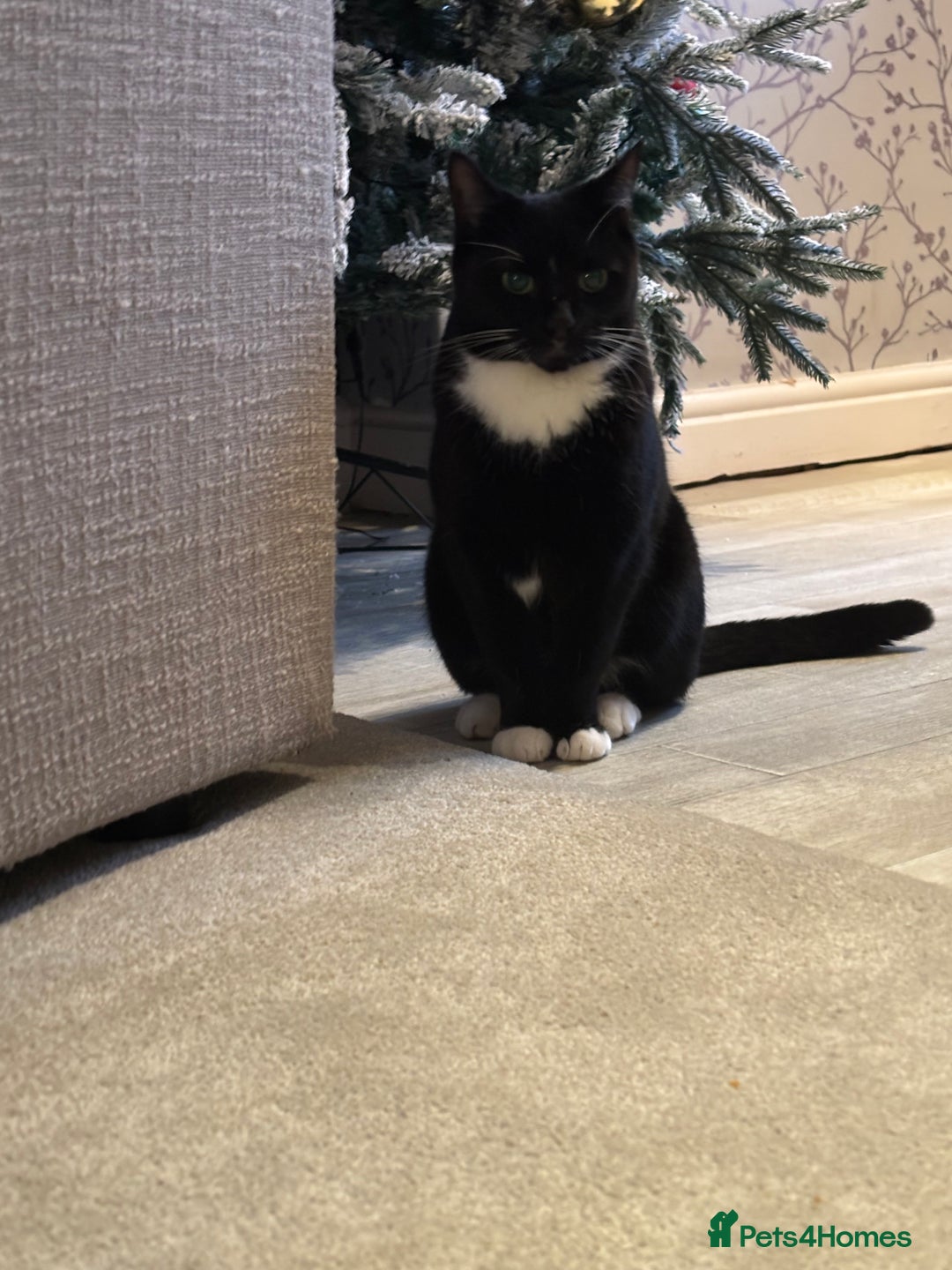 Mixed Breed cats for sale: 2 Beautiful cats for sale 3 years old  - Advert 5