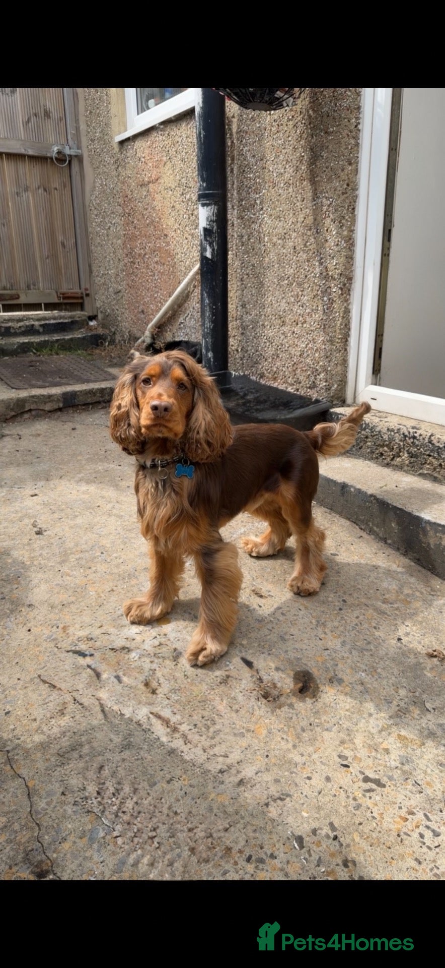 Cocker Spaniel dogs Harry  - Advert 2