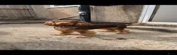 Cocker Spaniel dogs for stud: Harry  in Houghton le Spring - Advert 1