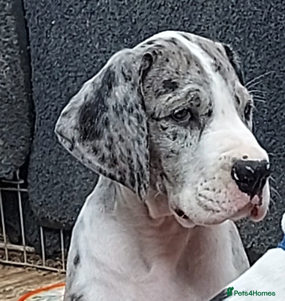 Great Dane dogs Merle puppy bitch - Advert 5