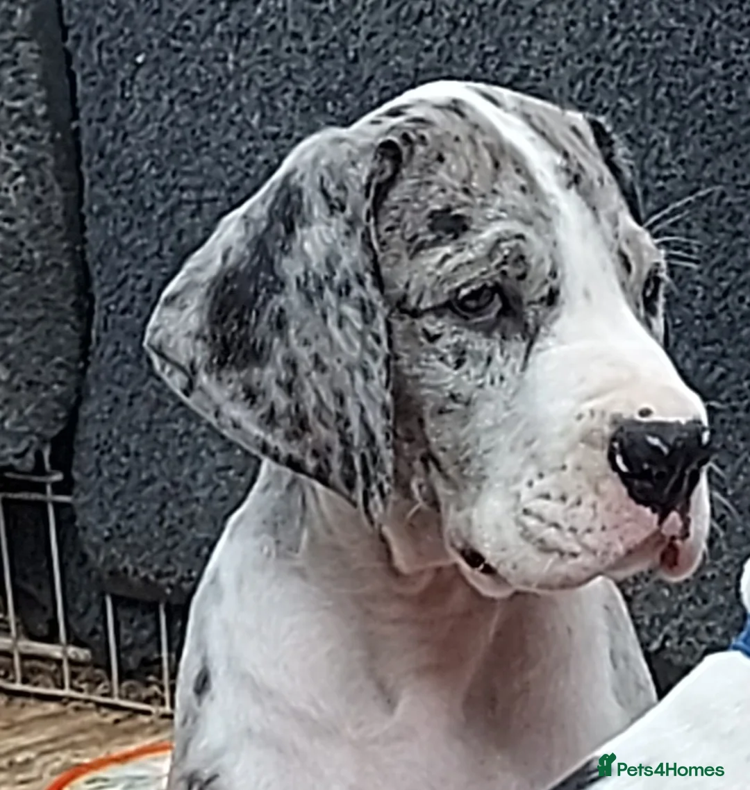 Great Dane dogs for sale: Merle puppy bitch in Ruthin - Advert 1
