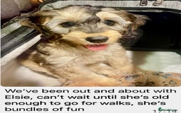 Cockapoo dogs for sale: 4⭐️Licensed Breeder Cockapoo Puppies - Image 27