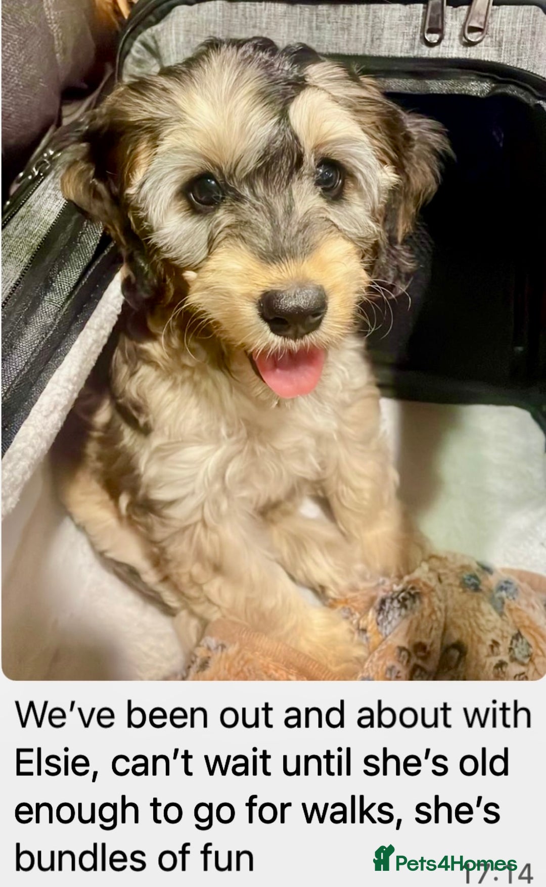 Cockapoo dogs for sale: 4⭐️Licensed Breeder Cockapoo Puppies - Image 27