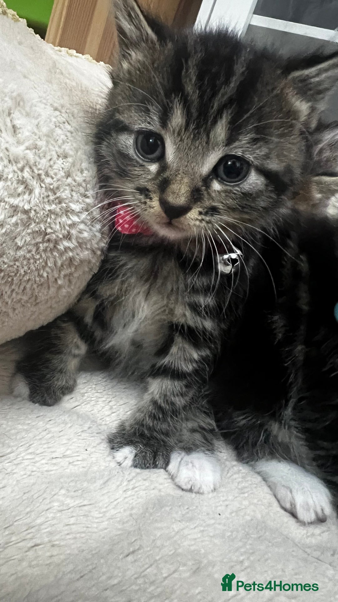 Bengal cats for sale: Beautiful bengals litter of 7😍 - Advert 22