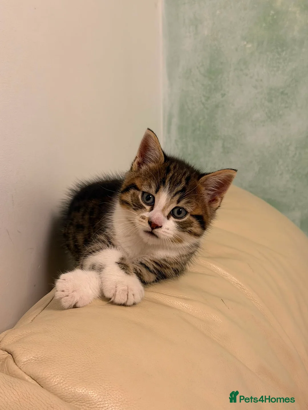 Mixed Breed cats for sale: Beautiful 8-Week-Old BSH Cross Kitten  - Advert 2
