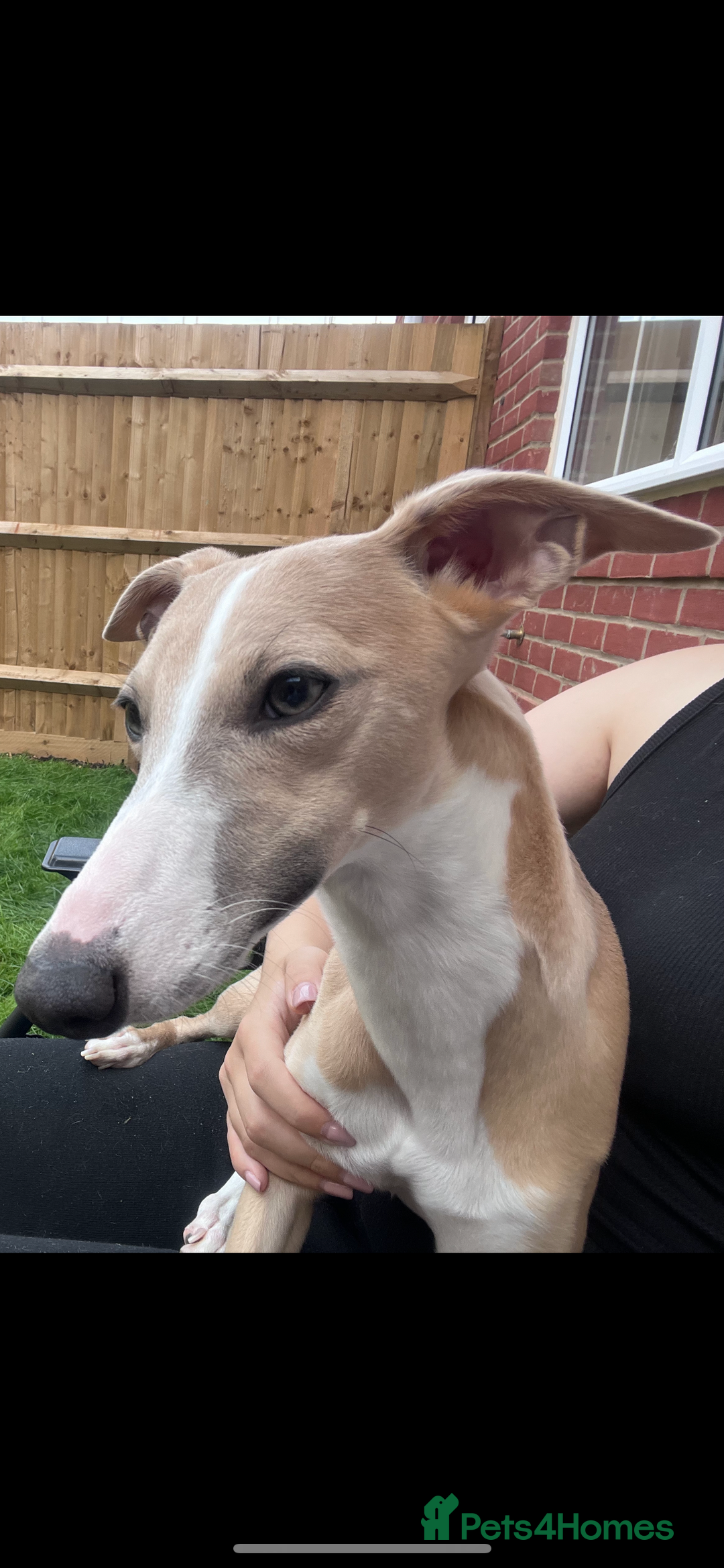 Whippet dogs for sale: 🐾 KC Whippet Puppies – Waitlist Now Open 🐾 - Advert 5
