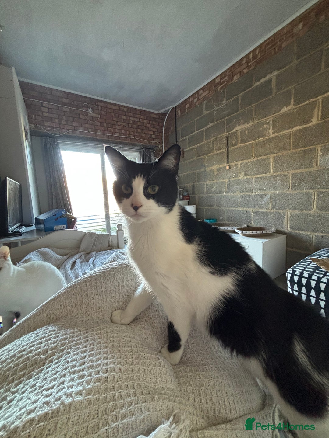 Arabian Mau cats for sale: Zayn & Rafa - Rescue Arabian Maus - Image 10