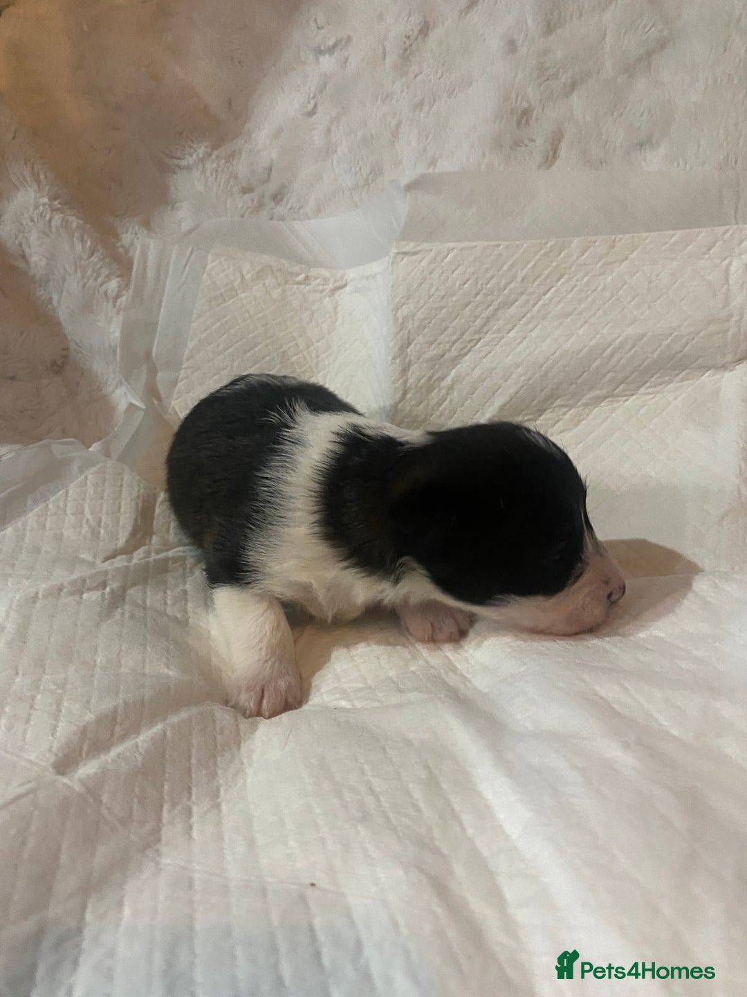 Jackapoo dogs for sale: Jackapoo puppies - Advert 4