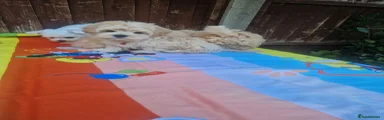 Havanese 6