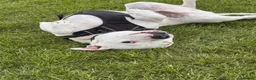 Staffordshire Bull Terrier dogs for sale: Oakley in Worthing - Advert 2