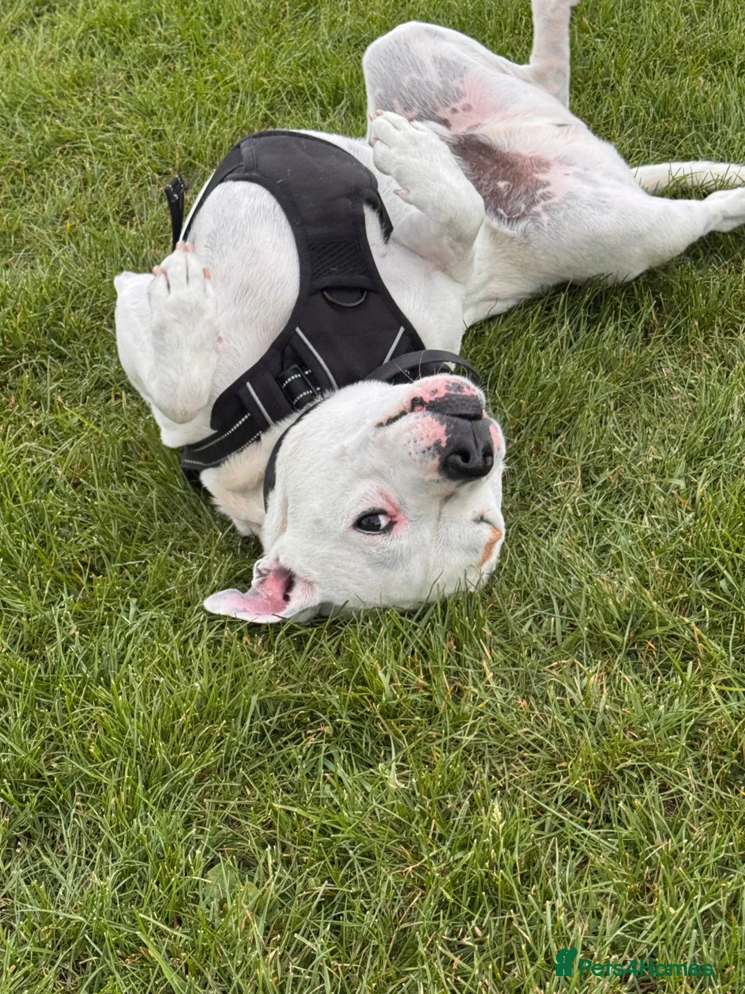Staffordshire Bull Terrier dogs for sale: Oakley in Worthing - Advert 2