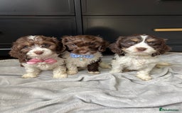 Cavapoo dogs for sale: VERY RARE OUTSTANDING CHOCOLATE CAVAPOOS - Image 2