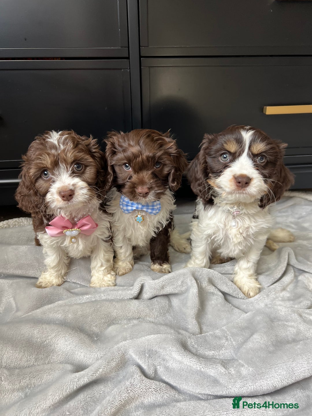 Cavapoo dogs for sale: VERY RARE OUTSTANDING CHOCOLATE CAVAPOOS - Image 2