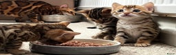 Bengal cats for sale: 2 lovable bengal brothers - Advert 18