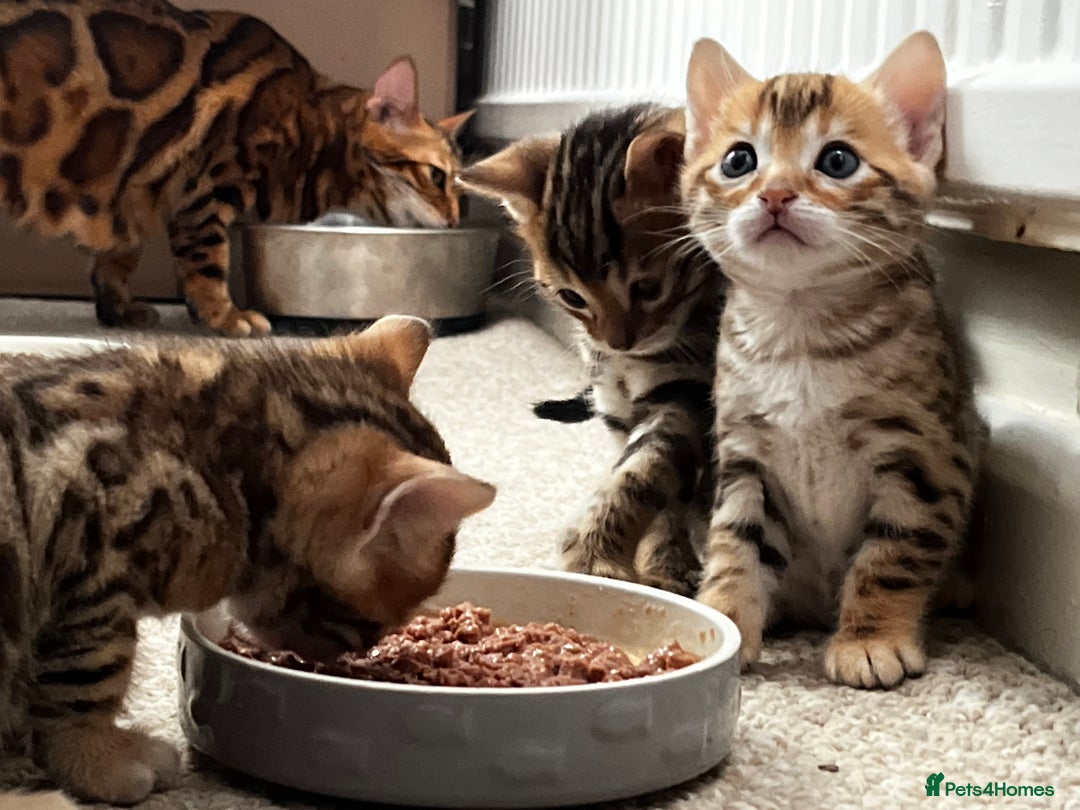 Bengal cats for sale: 2 lovable bengal brothers - Advert 18