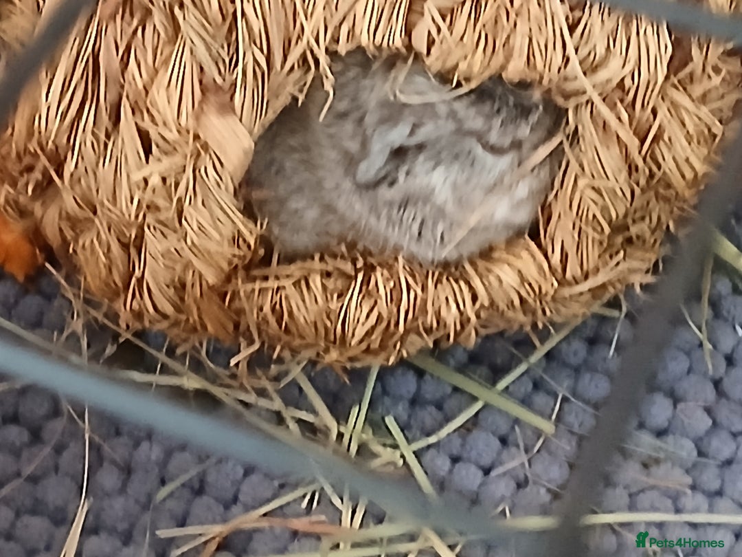 Guinea Pig rodents for sale: Guinea Pig Babies for Sale £40 a pair - Image 2