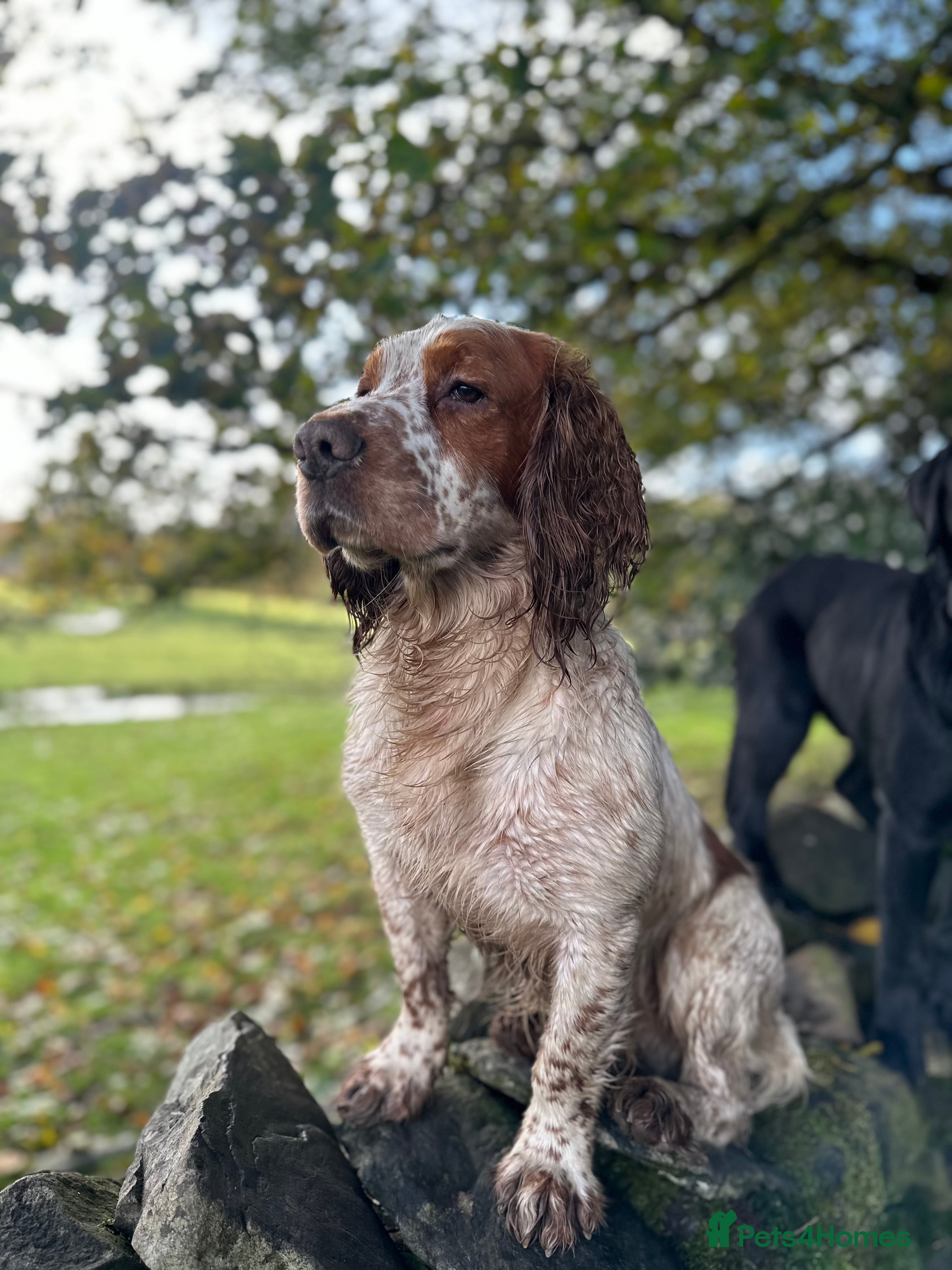 Cocker Spaniel dogs Kentwone Bayley in Carlisle - Advert 1