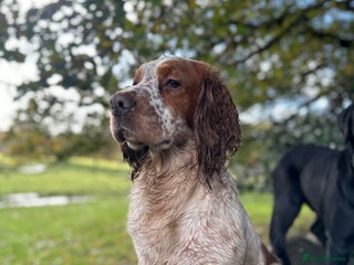 Cocker Spaniel dogs in Carlisle - Advert 19