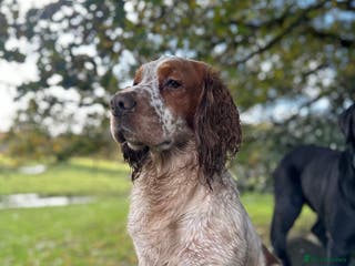 Cocker Spaniel dogs Kentwone Bayley in Carlisle - Advert 13