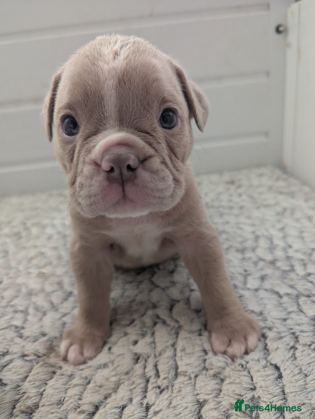 Old Tyme Bulldog dogs for sale: STUNNING OLD TYME ENGLISH BULLDOG PUPPIES  - Advert 8