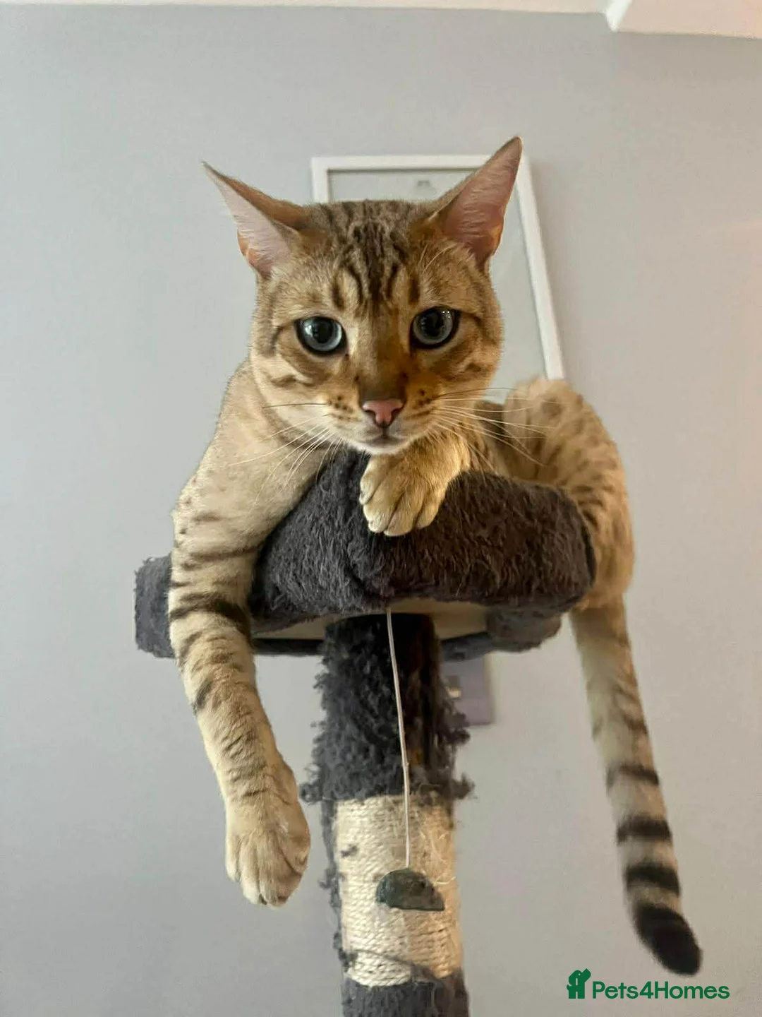 Bengal cats for sale: Snow Bengal Cat – Loving Home Needed 🐾 in London - Advert 1