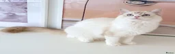 Ragdoll cats for sale: GCCF ACTIVE (FOR BREEDING) SEAL BICOLOUR FEMALE - Advert 13