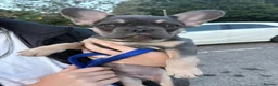 French Bulldog dogs for sale: Female French bulldog puppy - Advert 1