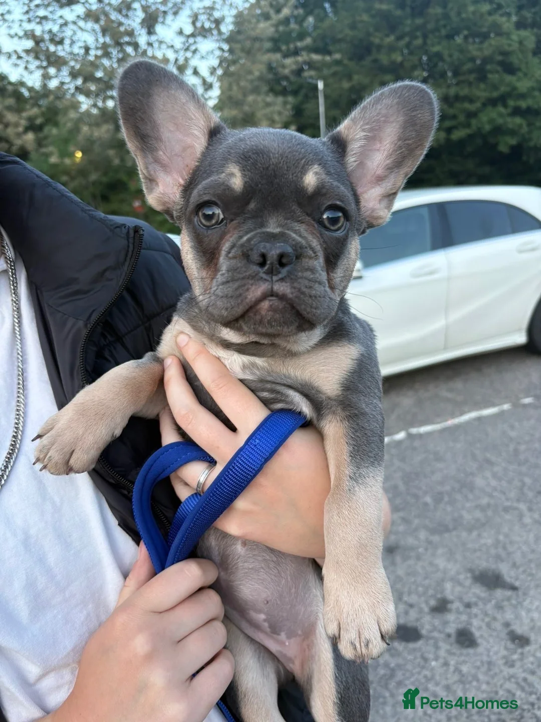 French Bulldog dogs for sale: Female French bulldog puppy - Advert 1