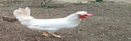Chickens poultry for sale: Two lovely friendly chooks, laying well in Pembroke - Advert 2