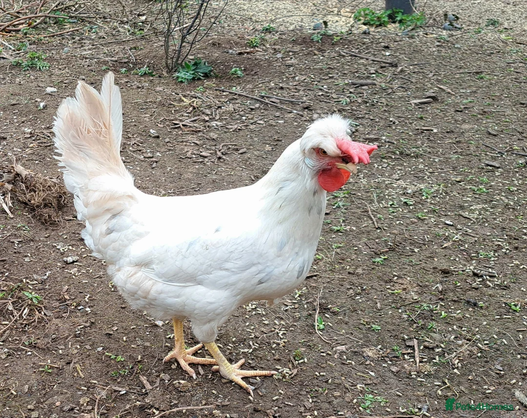Chickens poultry for sale: Two lovely friendly chooks, laying well in Pembroke - Advert 2