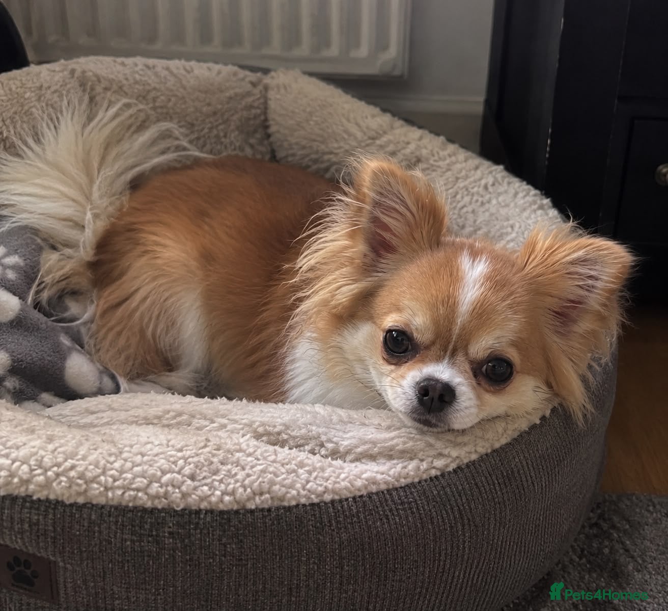 Mixed Breed dogs Pomeranian x chihuahua pups  - Advert 2