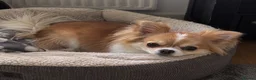 Mixed Breed dogs for sale: Pomeranian x chihuahua pups  - Advert 14