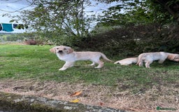 Golden Retriever dogs for sale: KC Registered Golden Retriever Puppies  - Image 5