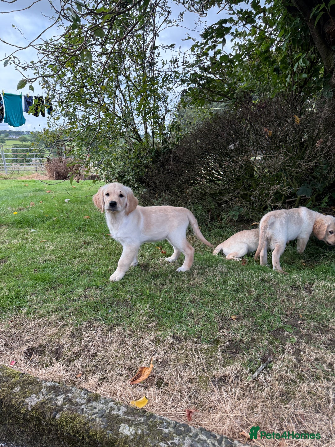Golden Retriever dogs for sale: KC Registered Golden Retriever Puppies  - Image 5