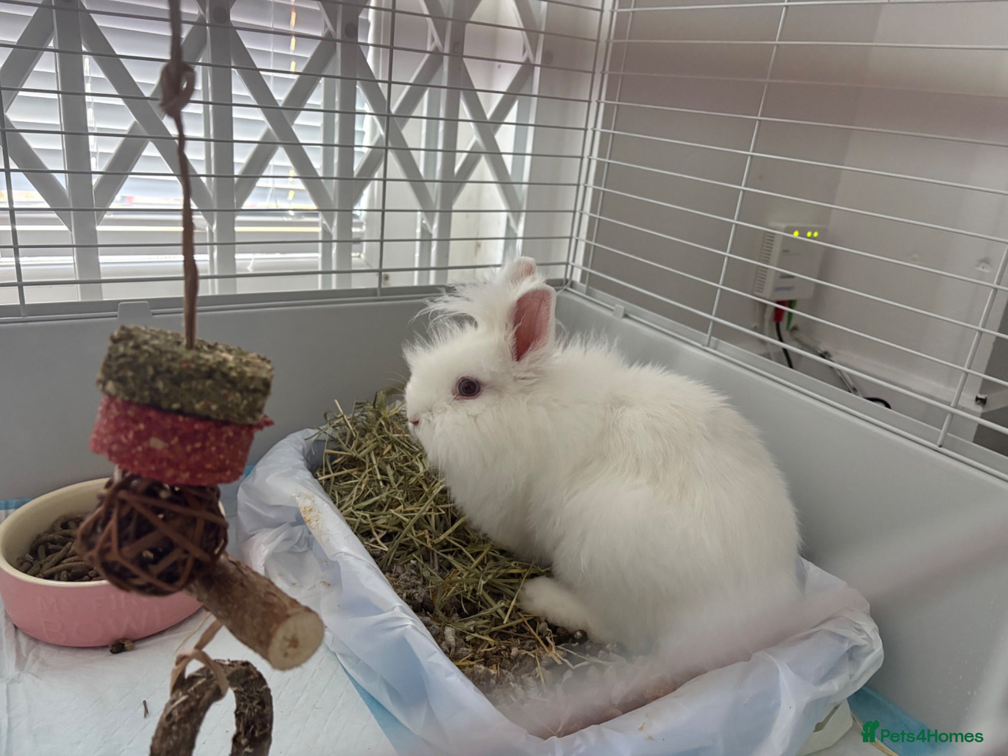 Lionhead rabbits 4 month old female lionhead  - Advert 2
