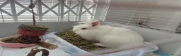 Lionhead rabbits for sale: 4 month old female lionhead  - Advert 2