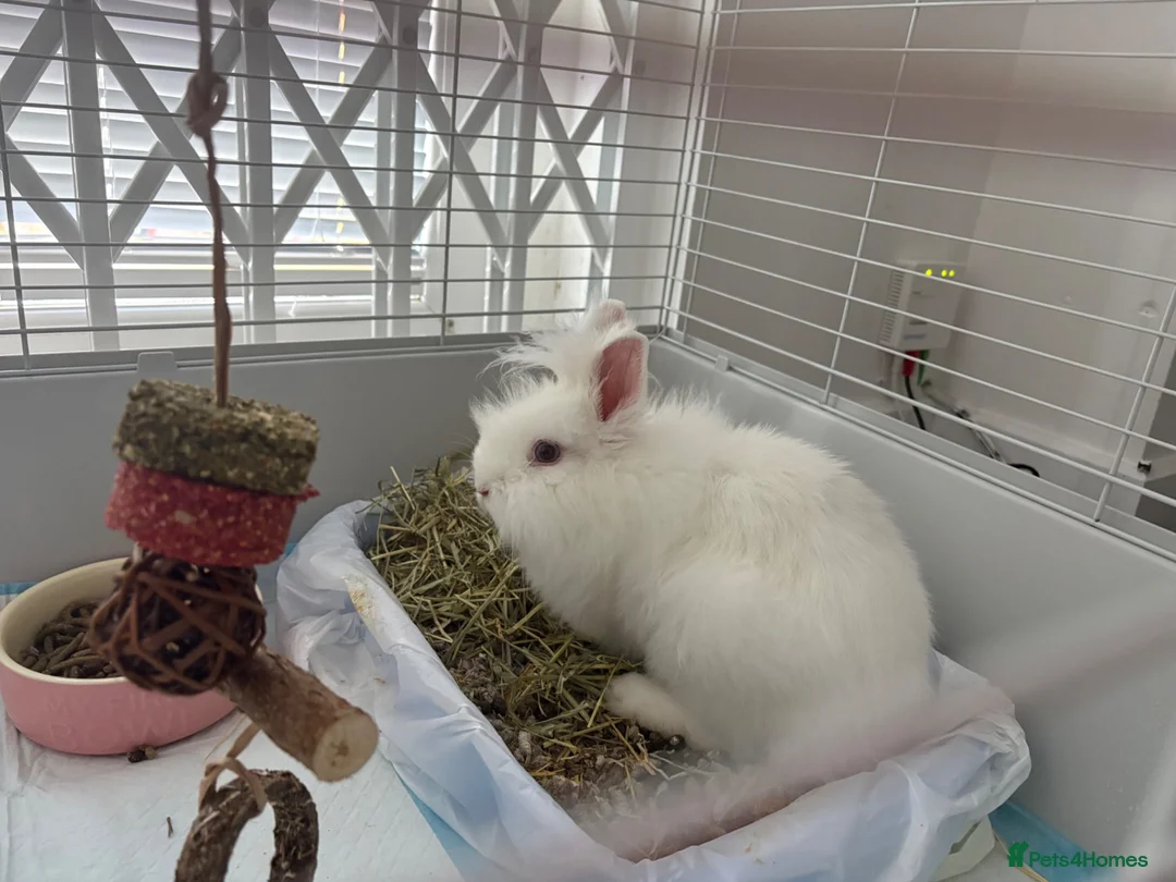 Lionhead rabbits for sale: 4 month old female lionhead  - Advert 2