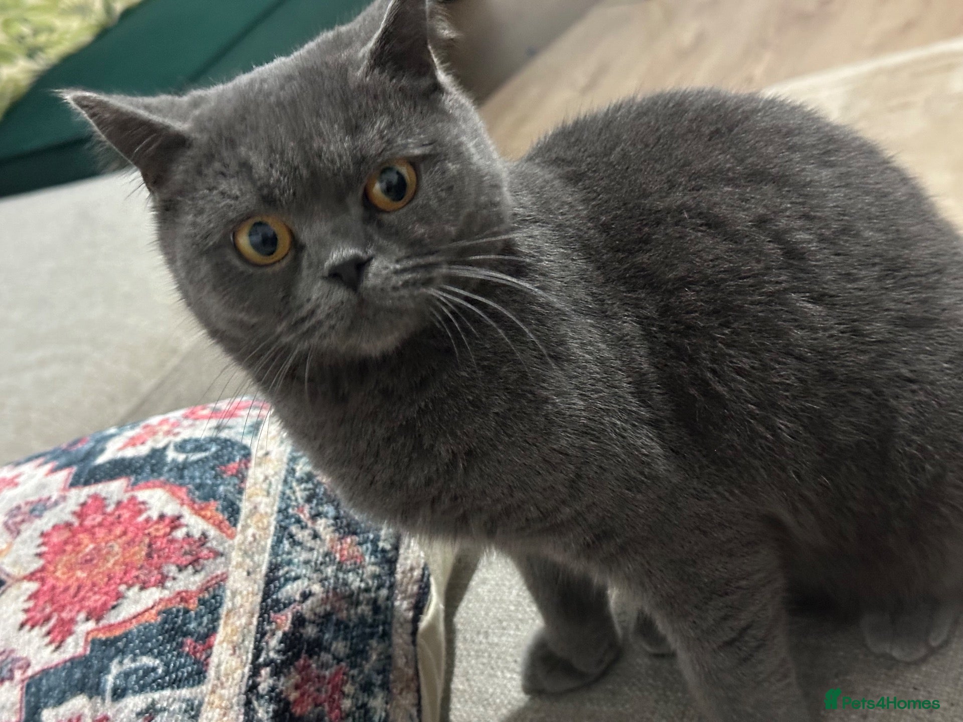 British Shorthair cats BRITISH SHORTHAIR FEMALE  - Advert 3