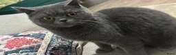British Shorthair cats for sale: BRITISH SHORTHAIR FEMALE  - Advert 1