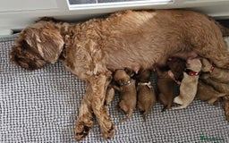 Cavapoo dogs for sale: Toy Cavapoo Puppies - Image 6