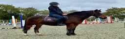 Mixed Breed livestock for sale: Stunning 13.2 all rounder Irish gelding  in Swansea - Advert 9